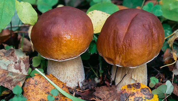 1588759164736160.jpg 10.jpg