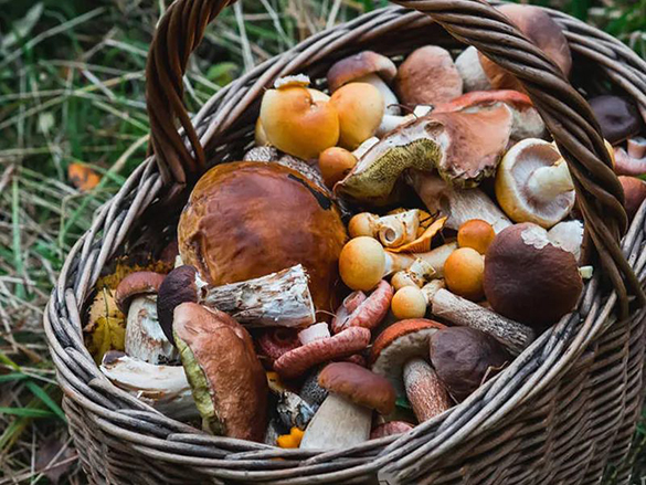 1588759171936751.jpg 11.jpg